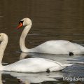 Höckerschwan (Cygnus olor)