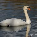 Höckerschwan (Cygnus olor)