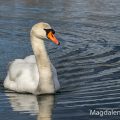 Höckerschwan (Cygnus olor)