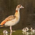 Nilgans (Alopochen aegyptiacus)