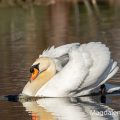 Höckerschwan (Cygnus olor)