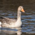 Graugans (Anser anser)