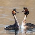 Haubentaucher,(Podiceps cristatus)
