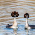 Haubentaucher,(Podiceps cristatus)