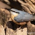 Kleiber (Sitta europaea)