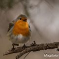 Rotkehlchen (Erithacus rubecula)