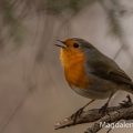 Rotkehlchen (Erithacus rubecula)