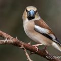 Kernbeißer (Coccothraustes coccothraustes) Weibchen