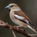 Kernbeißer (Coccothraustes coccothraustes) Weibchen