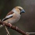 Kernbeißer (Coccothraustes coccothraustes) Weibchen