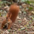 Eichhörnchen (Sciurus vulgaris)