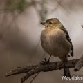 Buchfink (Fringilla coelebs) Weibchen