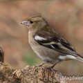 Buchfink (Fringilla coelebs) Weibchen
