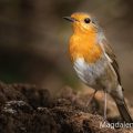 Rotkehlchen (Erithacus rubecula)