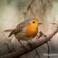 Rotkehlchen (Erithacus rubecula)