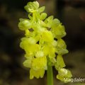 Blasses Knabenkraut (Orchis pallens)