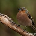 Buchfink (Fringilla coelebs) Männchen