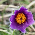 Küchenschelle (Pulsatilla vulgaris)