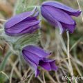 Küchenschelle (Pulsatilla vulgaris)