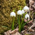 Märzenbecher (Leucojum vernum