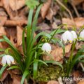 Märzenbecher (Leucojum vernum
