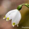 Märzenbecher (Leucojum vernum