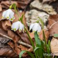 Märzenbecher (Leucojum vernum