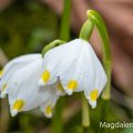 Märzenbecher (Leucojum vernum