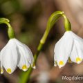 Märzenbecher (Leucojum vernum