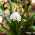 Märzenbecher (Leucojum vernum