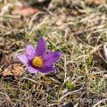 Küchenschelle (Pulsatilla vulgaris)
