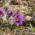Küchenschelle (Pulsatilla vulgaris)