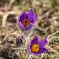 Küchenschelle (Pulsatilla vulgaris)