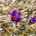 Küchenschelle (Pulsatilla vulgaris)