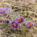 Küchenschelle (Pulsatilla vulgaris)