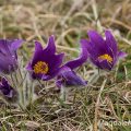 Küchenschelle (Pulsatilla vulgaris)