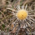 Silberdistel (Carlina acaulis)