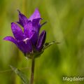 Knäuel-Glockenblume Campanula glomerata