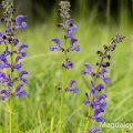 Wiesensalbei (Salvia pratensis)