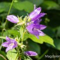 Knäuel-Glockenblume Campanula glomerata
