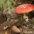 Fliegenpilz (Amanita muscaria)