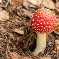 Fliegenpilz (Amanita muscaria)