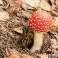 Fliegenpilz (Amanita muscaria)