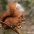 Eichhörnchen (Sciurus vulgaris)