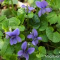 Wald-Veilchen (Viola reichenbachiana