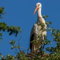Weißstorch (Ciconia ciconia)