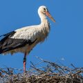 Weißstorch (Ciconia ciconia)