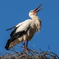 Weißstorch (Ciconia ciconia)