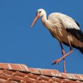 Weißstorch (Ciconia ciconia)