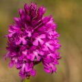 Pyramidenorchis (Anacamptis pyramidalis)